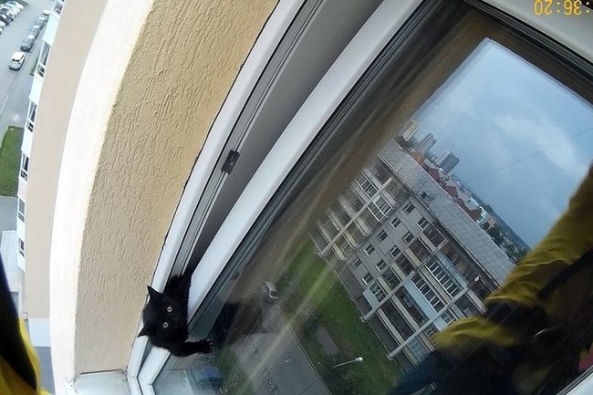 На Урале спасли застрявшего в приоткрытом окне котенка