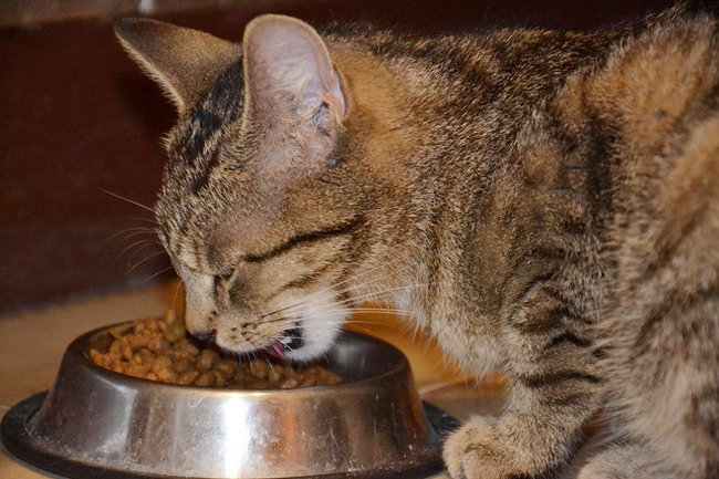 В 70% сухих кормов для кошек в России обнаружили пестициды