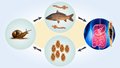 Жизненный цикл описторхов проходит стадию яйца, личинки и червя. Промежуточными хозяевами служат моллюски и рыбы, конечный хозяин — человек