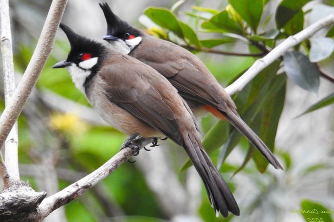 Китайский бюльбюль