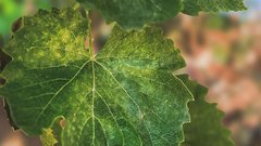 Виноградники Венгрии под угрозой исчезновения из-за болезни