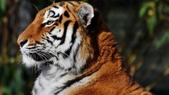 В Индии был пойман тигр-людоед