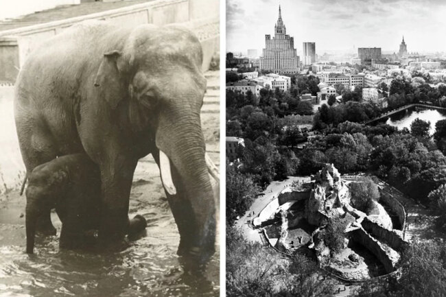 Слон Шанго и его сын Москвич. 1950 г.