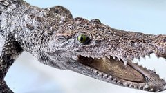 Таможенные службы Красноярска обнаружили чучело крокодила у пассажирки, вернувшейся из Вьетнама