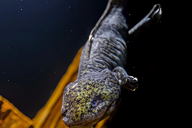 Аксолотль черно-золотого окраса