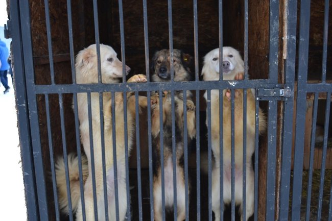 В Югре отловлено более 20 тысяч животных без владельцев