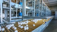 В Башкирии в 2025 году объем производства яиц увеличился втрое