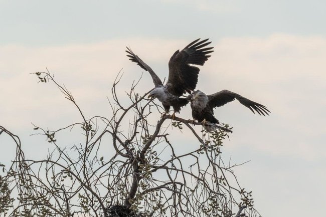 Заповедный Ямал ЯНАО птицы