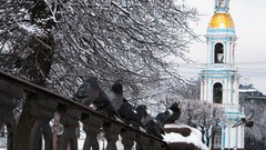 Эколог Анна Журавлева объясняет, почему снегири встречаются лишь зимой