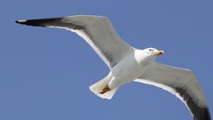 Чайка в самолете во время взлета сорвала рейс