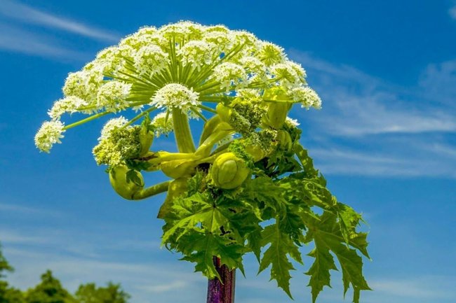 Изображение борщевика