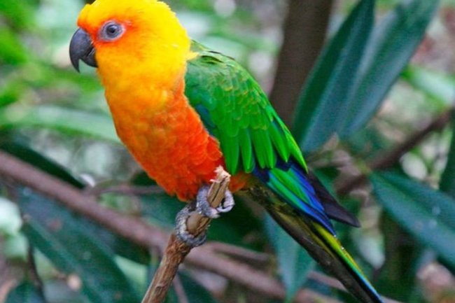 оранжеволобая аратинга