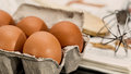 яйцо яйца еда питание