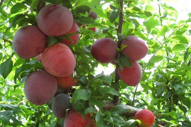 Персики фрукты