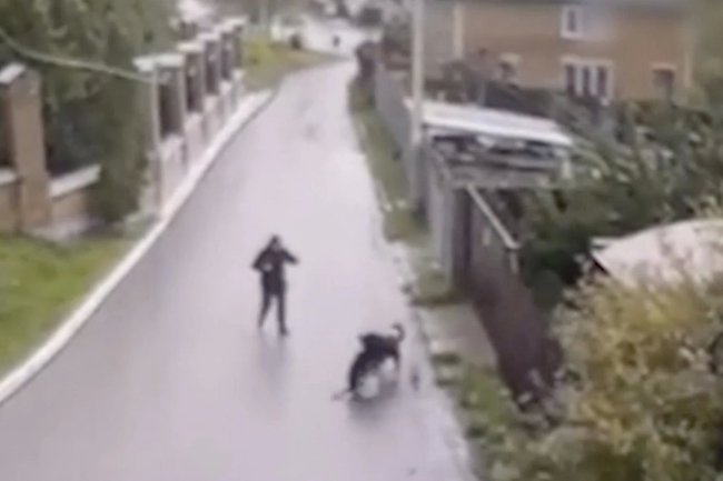 Задержание подозреваемого в убийстве собаки в Подмосковье