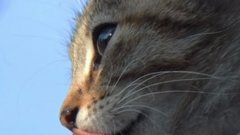 Исследование показало, почему кошки вылизывают друг друга