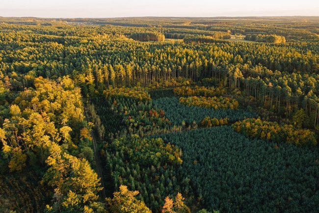 Польша отказалась отдавать свой лес Евросоюзу