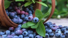 Обыкновенная черника названа лучшим «доктором» для лечения кишечника