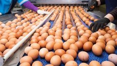 ФАС сделала предупреждение из-за слухов о росте цен на яйца