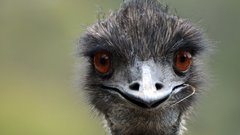 Жительница Великобритании приобрела яйцо эму и вырастила птицу у себя дома