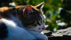 Спасение кошки после падения с высоты в Москве