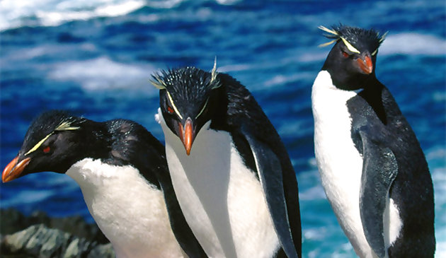 Pinguine-Rutsche
