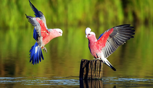 Птицы. Пазл