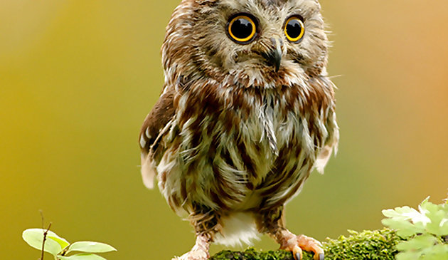 Скрытые звезды животных