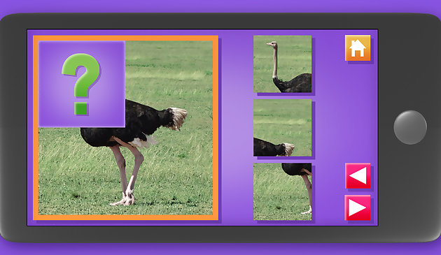 Животное. Пазл