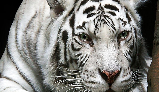 Животные пазл: тигр