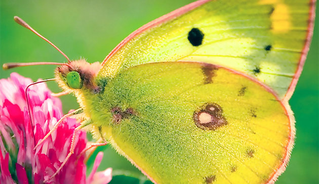 Natur Puzzle Schmetterling