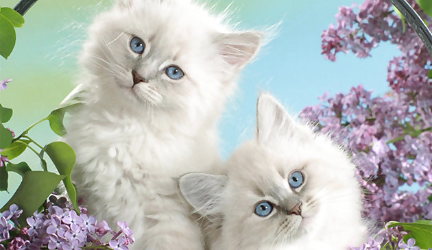 Забавные котята. Пазл