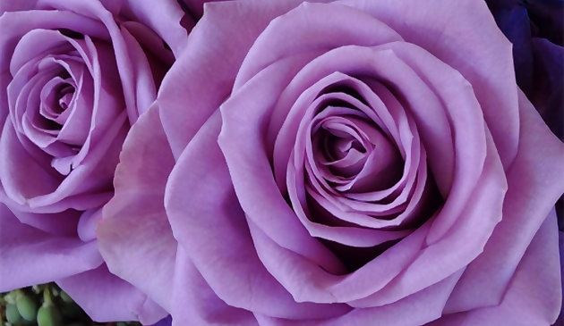 紫玫瑰拼图