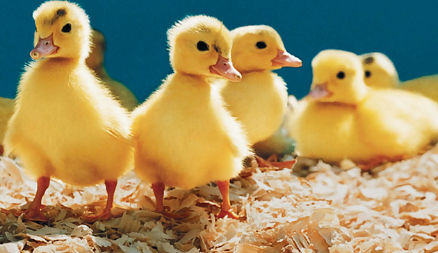 Любимые маленькие существа пазл