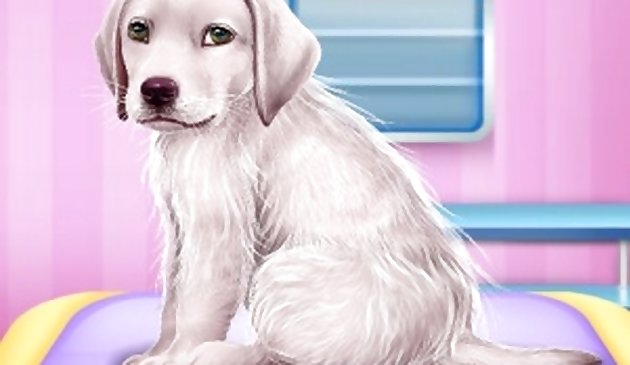 Лабрадор в салоне доктора