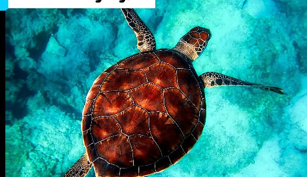 Quebra-cabeça de mergulho de tartaruga