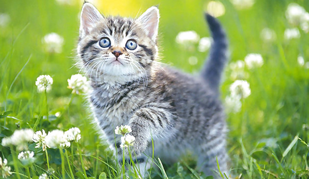 Котята коллекция пазлов