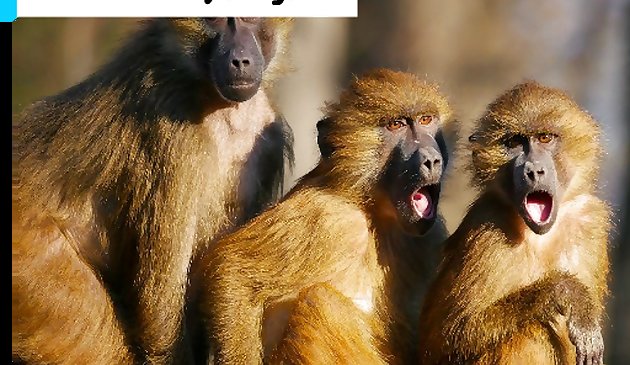 Ba con khỉ ghép hình