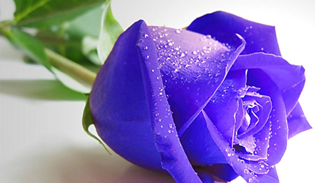 Синие розы пазл