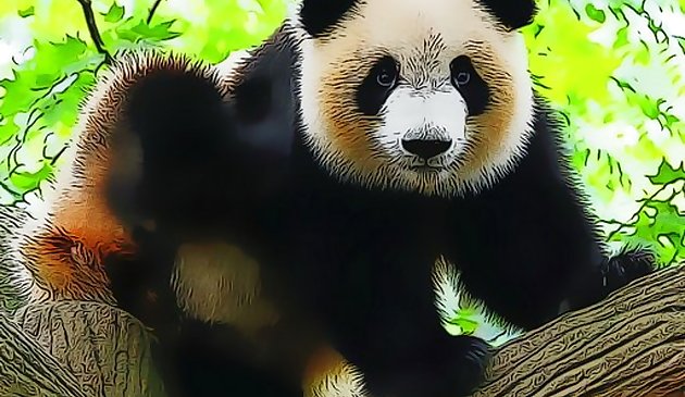 Lindo panda bebé