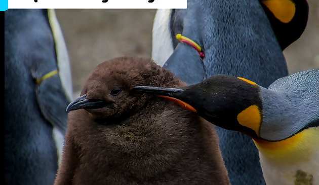 Императорский пингвин пазл