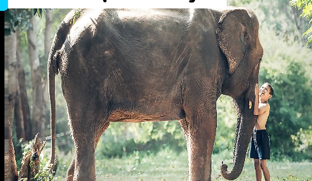 Cambodia Elephant Kid Jigsaw