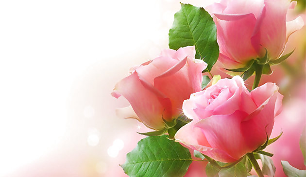 ปริศนาดอกกุหลาบสีชมพู