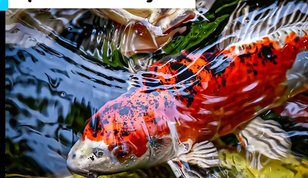 Jigsaw Ikan Koi Jepang
