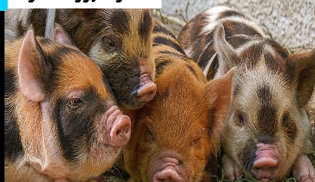 Поросята пазл