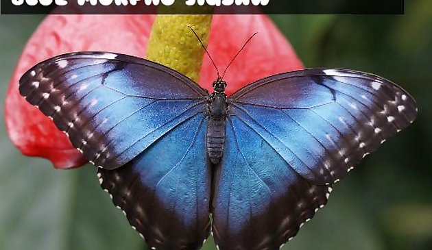 Голубая морфо бабочка пазл