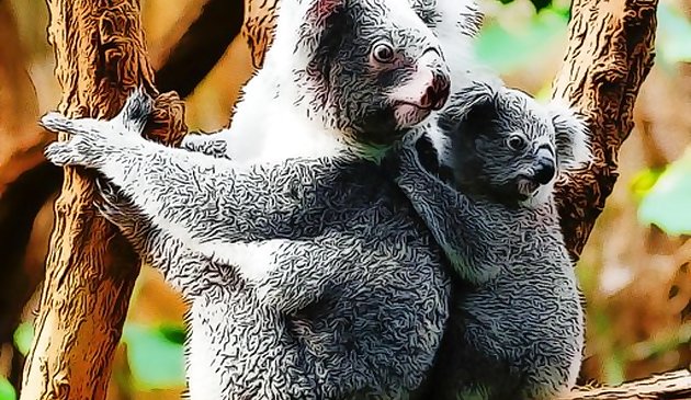 Süßer Baby Koala Bär