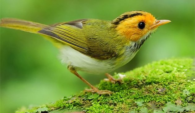 Птицы слайд