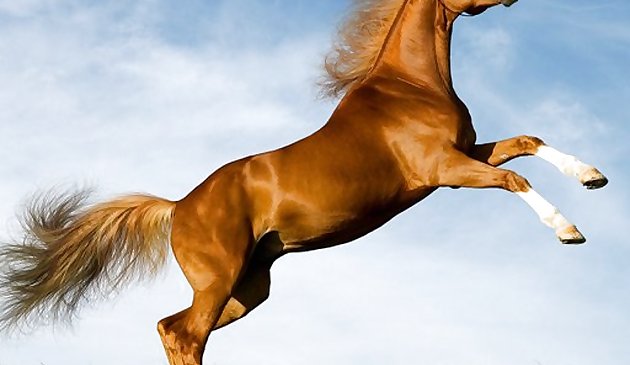 Лошадь Слайд