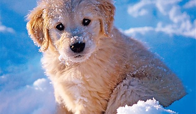 لغز الحيوانات الأليفة في فصل الشتاء